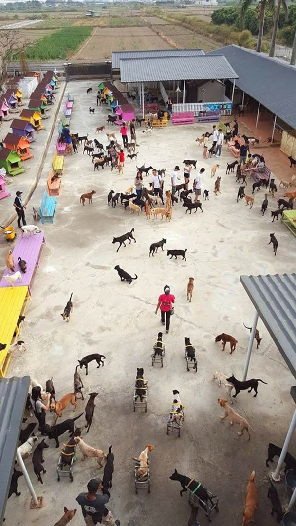 Many rescued dogs in a shelter yard