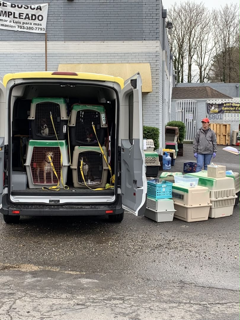 Rescue van filled with pet carriers during an animal transport