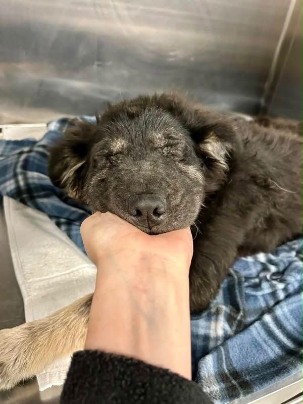 A rescued puppy resting its head in a rescuer's hand